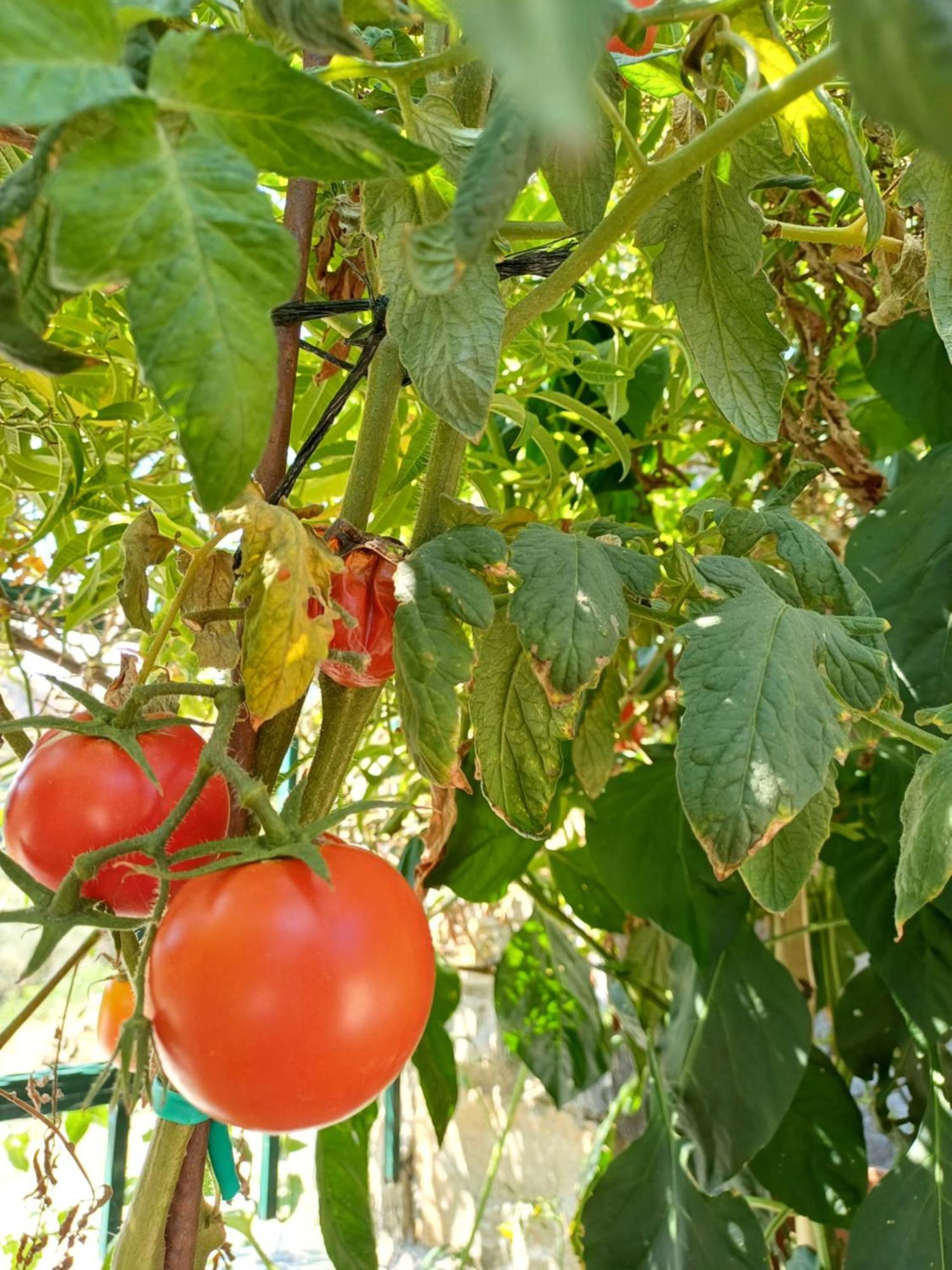 Efi'S Guest House Áyios Dhimítrios Екстериор снимка